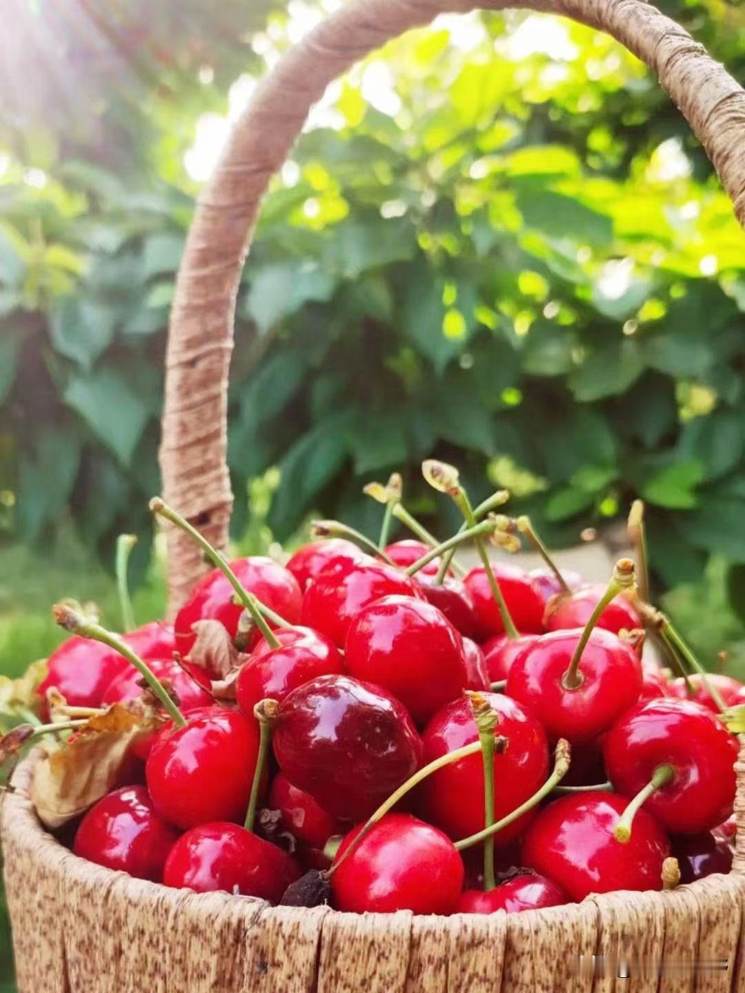 阳光下的凤翔樱桃，甜蜜的夏日时光樱桃园摘 樱桃园实拍 樱桃摘果照 樱桃园户外采摘
