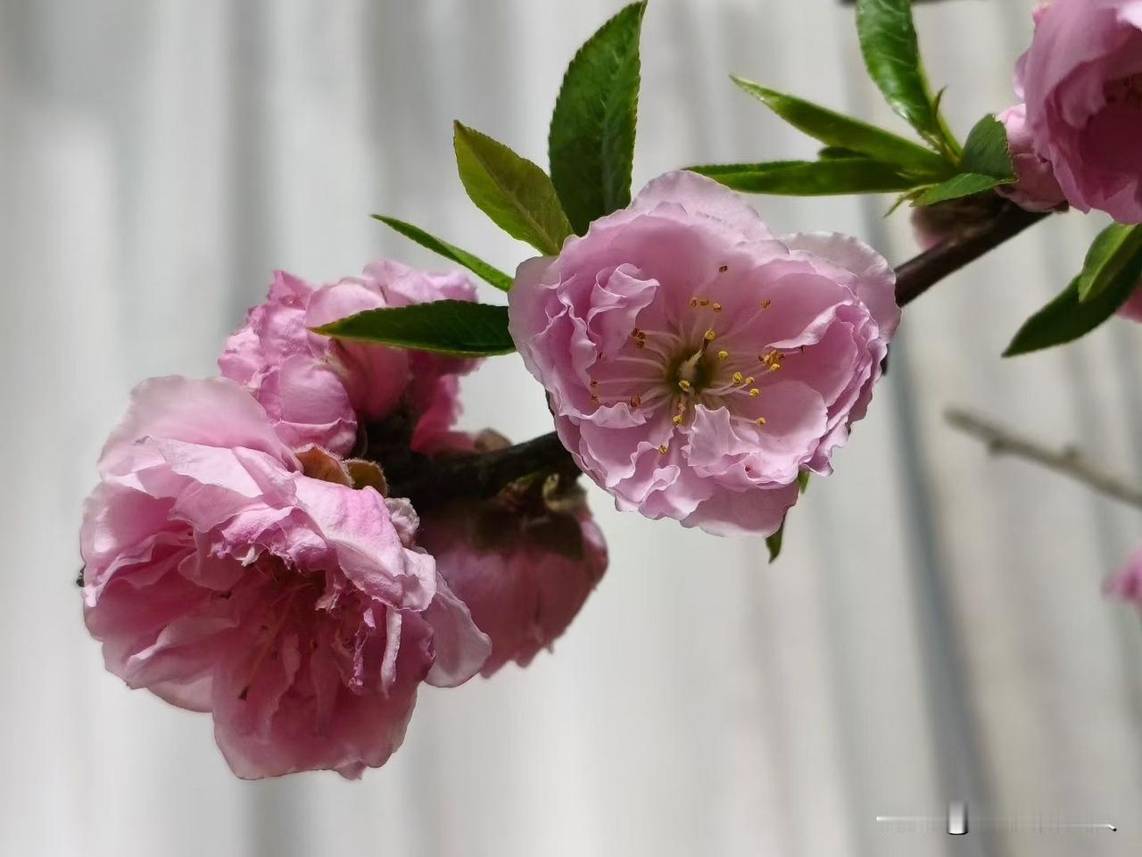 这桃花开的真好看，你会用手机拍照片吗？能把桃花的灵气拍出来吗？请在留言区里谈谈你