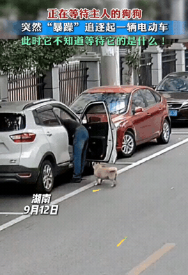 真解气！湖南，女子骑电动车回家，路边突然窜出一条狗，对着电瓶车又追又咬，追完了还