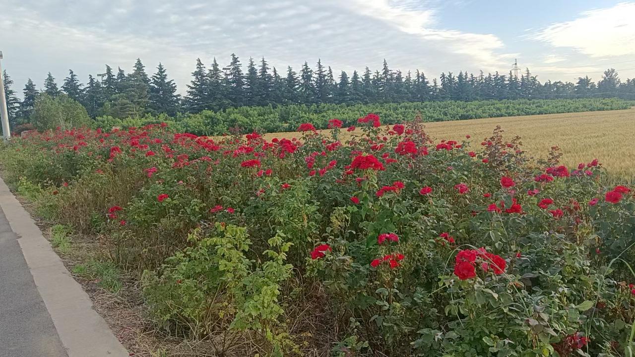 分享一下你随手拍下的照片