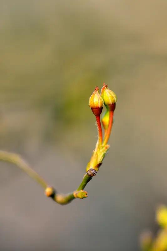 AI妙生图迎春的树芽。