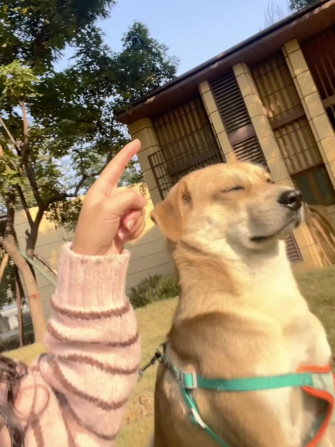 我的帅气小狗