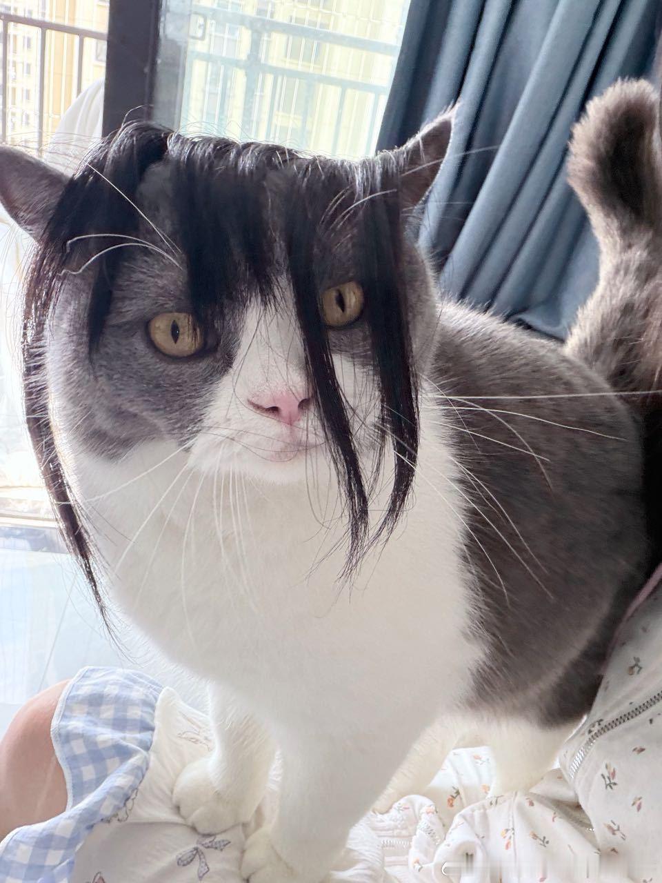 49044【丑猫】评价一下玻璃心 