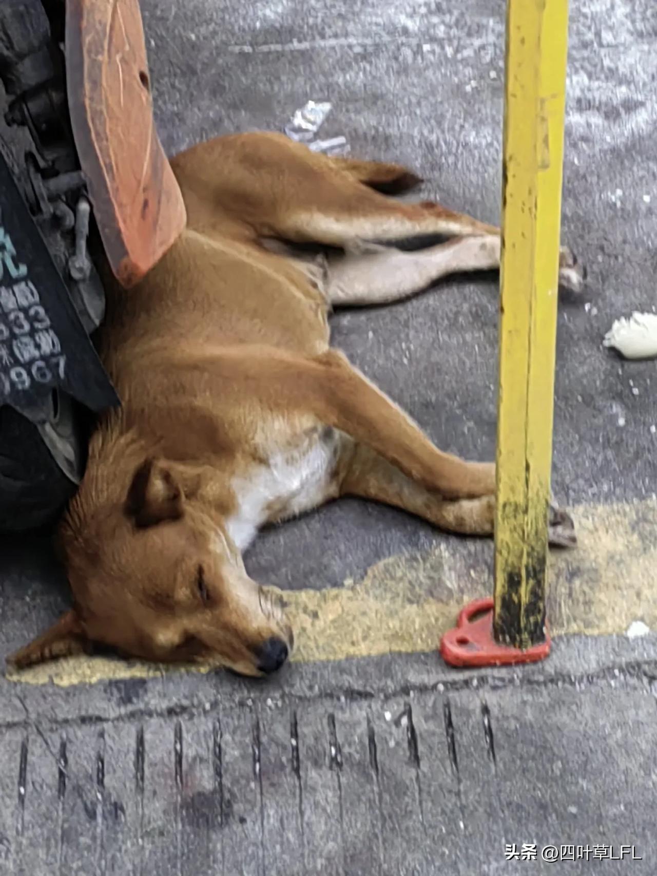 今天，晨跑一万步目标达成，到菜市场去买早餐，店主家的大黄狗躺在地上睡得正香，喊它