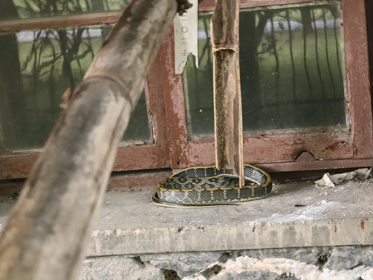 打了一条2米多的蛇，吓死个人！
广西果然是五毒到处跑，这刚入夏，天气就热了，然后