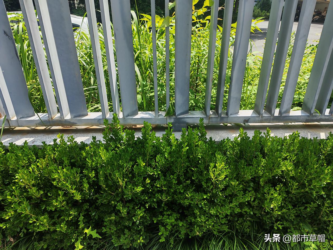 一墙之隔的两个小区：
一边小叶黄杨长得又绿又肥，
一边是杂草丛生（图一）。
一边
