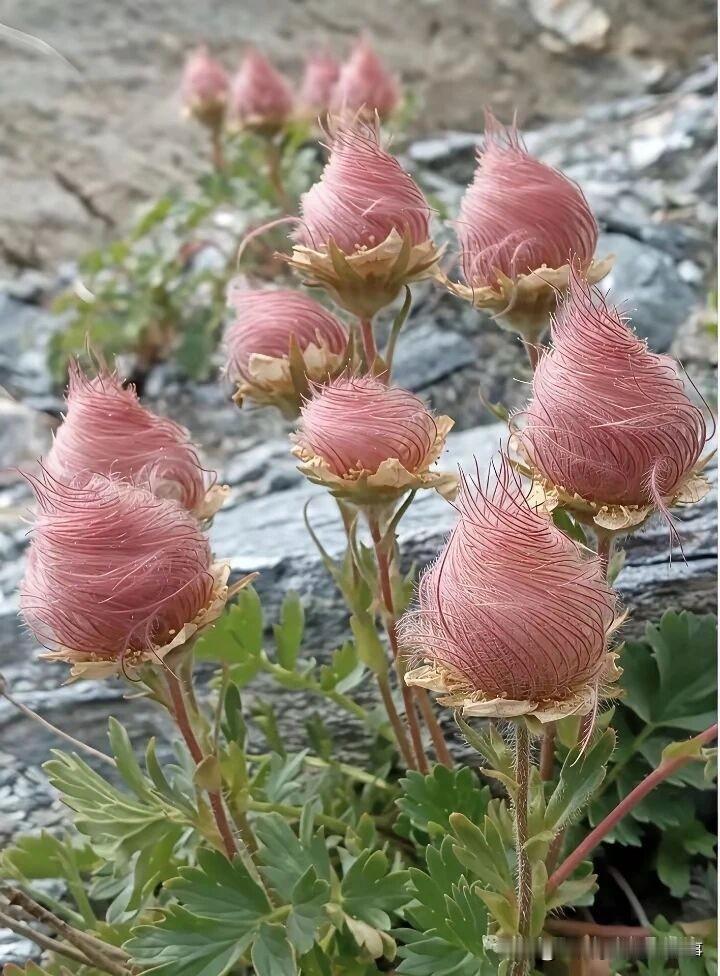 丝丝缕缕.粉粉嫩嫩的.这是什么神仙花，惊艳到我了!求告知