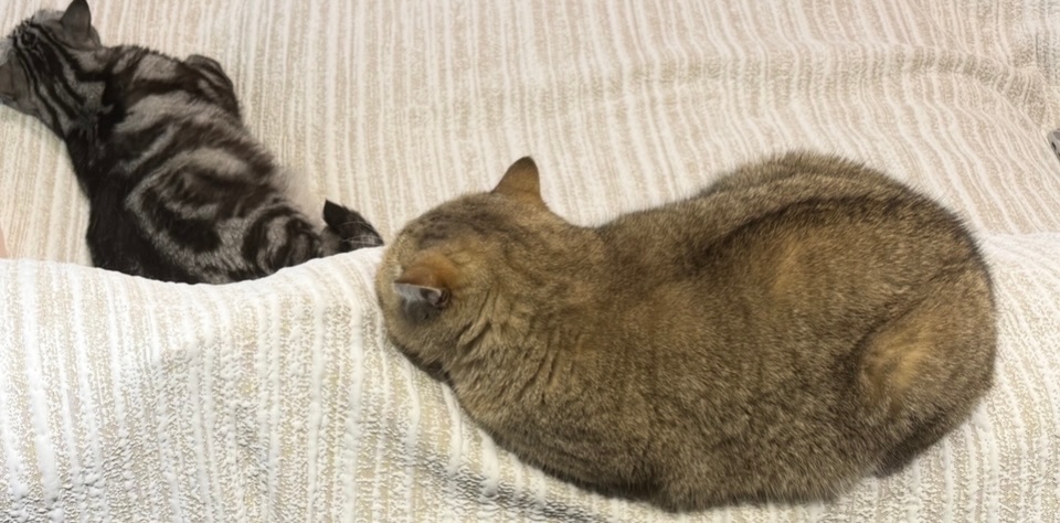 沈梦瑶是不是把养猫指南误搜成养猪指南了