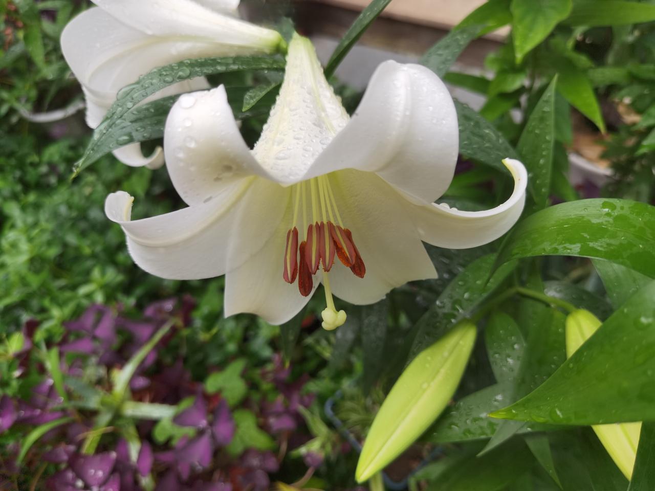 百合花，好香。