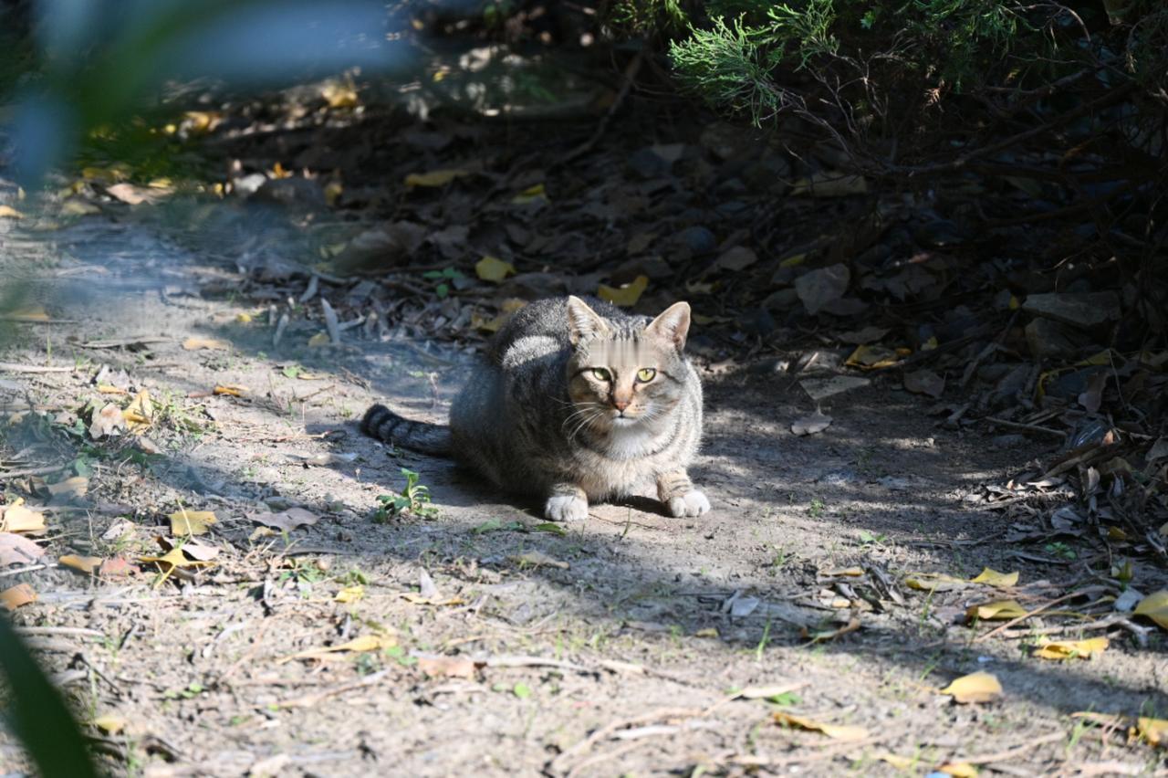 一只自带霸气的小猫