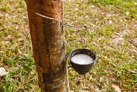 4500棵橡胶树改变老挝家庭：从买米精打细算，到稳稳规划未来
老挝网红杨玛丽（大
