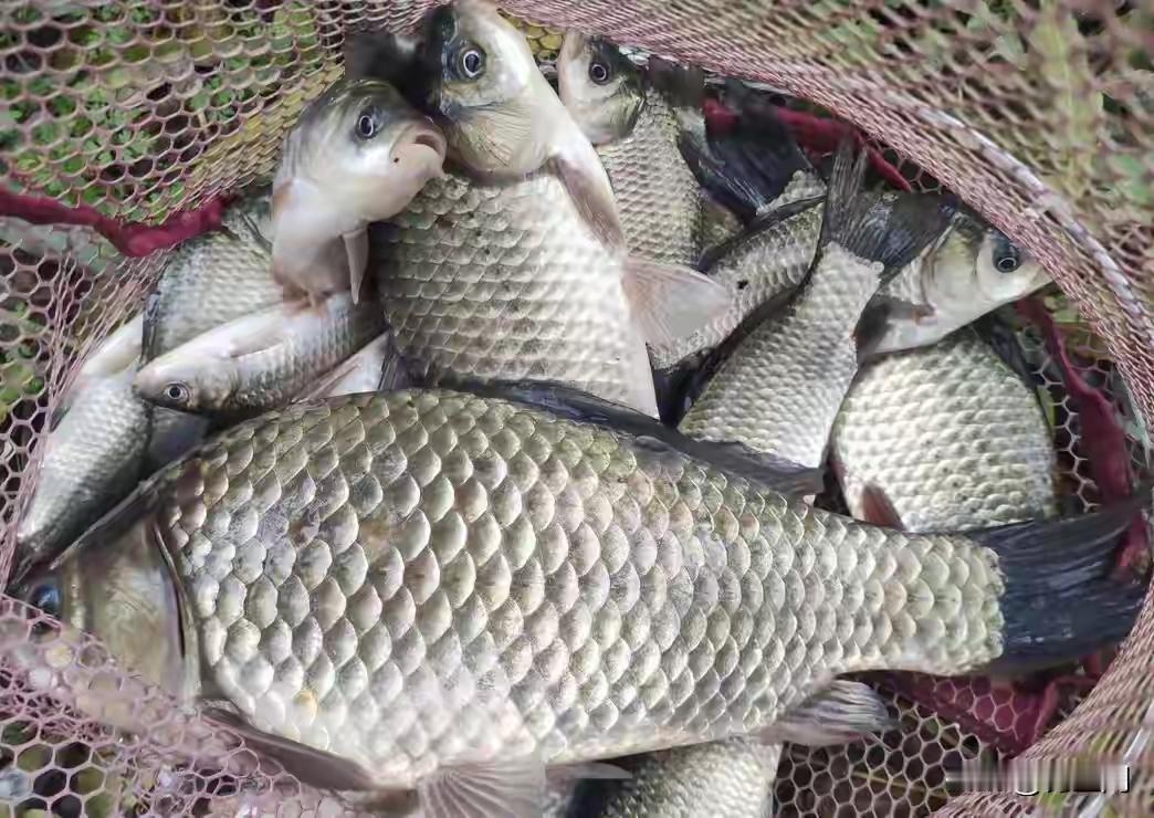 乡下的弟弟自己凿冰窟窿捕鱼，好几次让我们去取鱼，都是鲜活的大野生鱼，前几天去了一