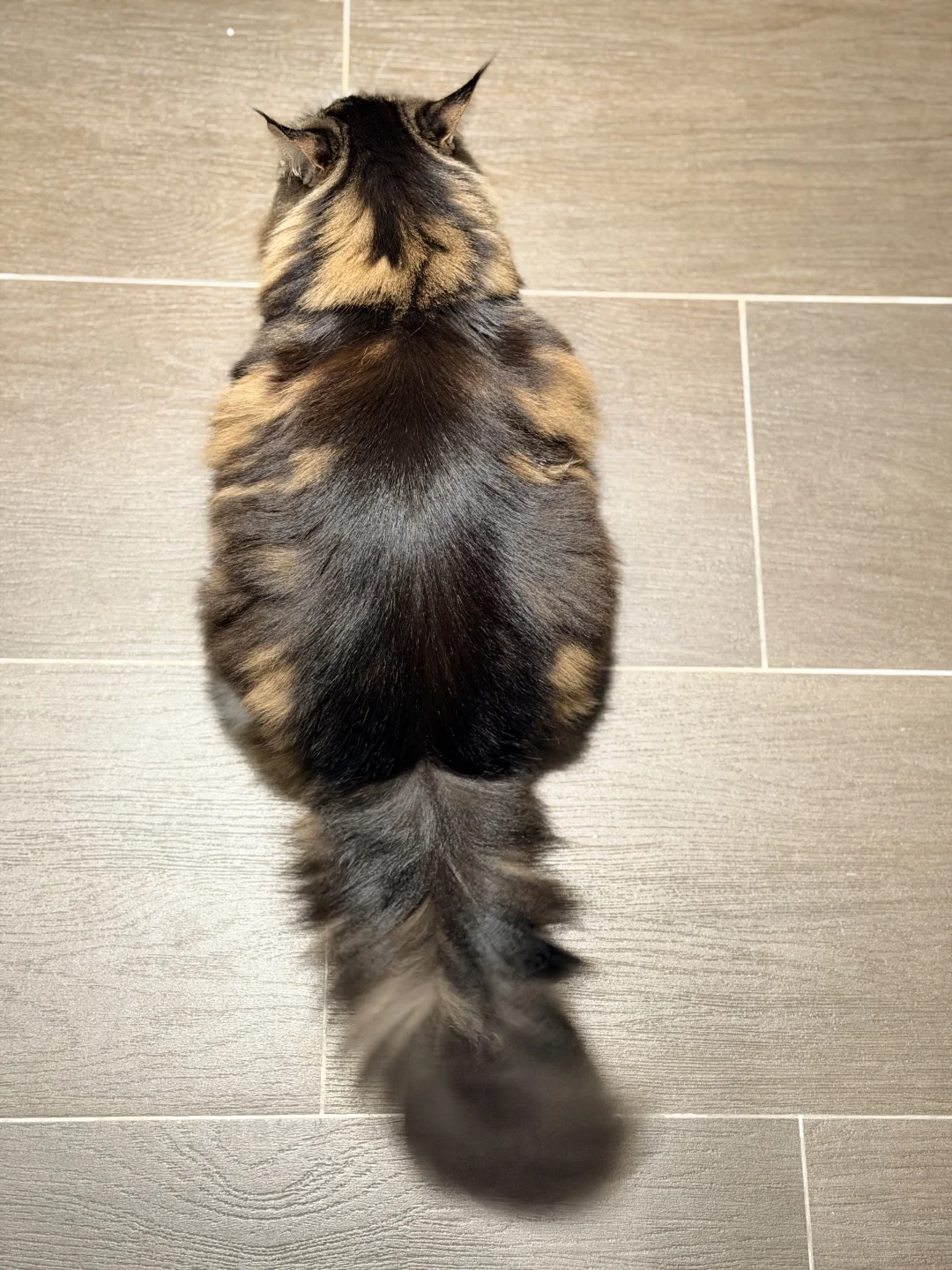 好方猫