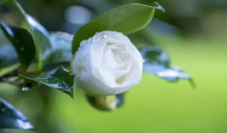 当下，许多人因感情中过度付出而身心疲惫，数据显示，70%的关系问题源于不平衡的付