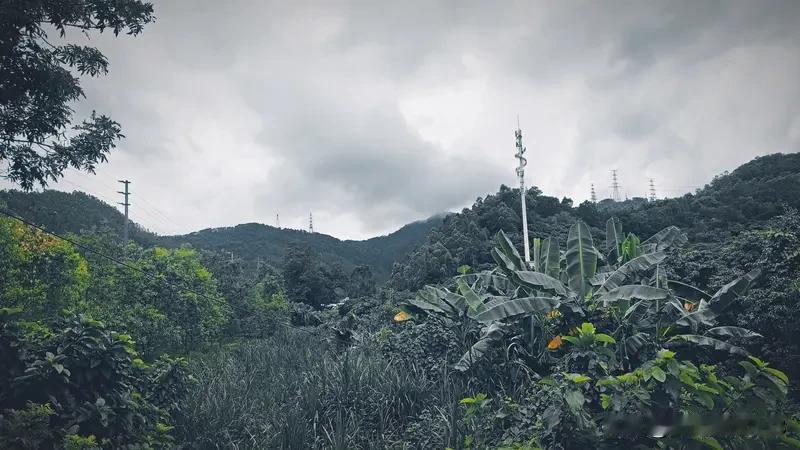 清晨的薄雾漫过山谷，阳光穿透叶隙洒下碎金。溪水潺潺，鸟鸣声声入耳，泥土与青草的芬