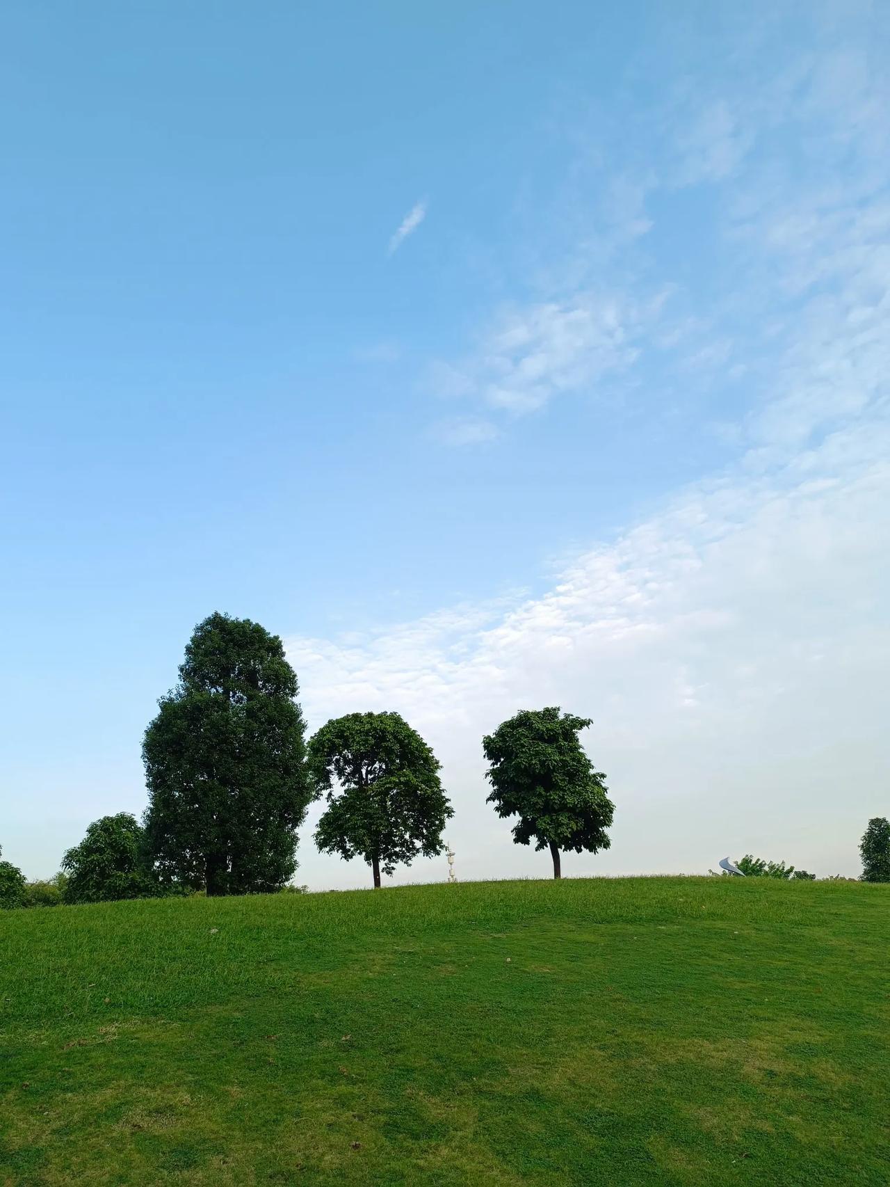 #秋日风景打卡# 
阳光洒在绿草地上，
三棵树静静伫立，
仿佛在诉说着岁月静好。