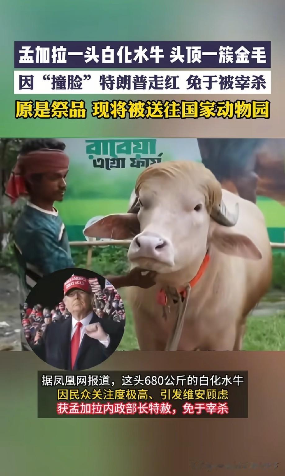 近日，孟加拉国一头700公斤重的白化水牛因长相酷似美国前总统特朗普而走红，被网友