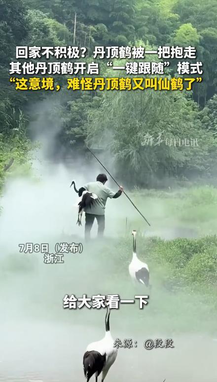 丹顶鹤被一把抱走 其他鹤一键跟随回家不积极？丹顶鹤被一把抱走，其他丹顶鹤开启"一