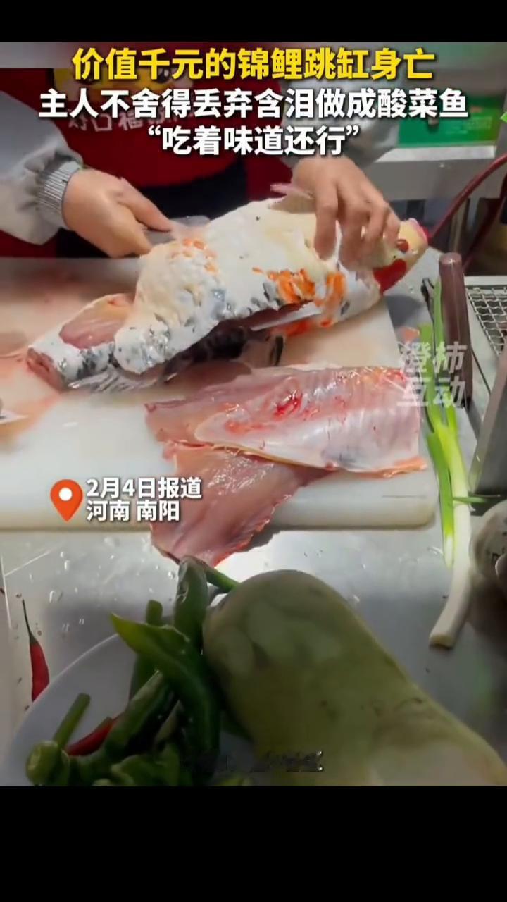 千元锦鲤跳缸含泪做成酸菜鱼。
橙杨。
价值千元的锦鲤跳缸身亡，主人不舍得丢弃含泪