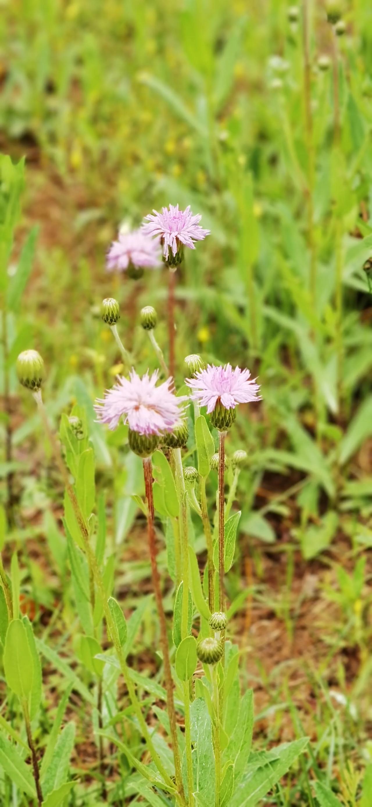 #上联：山山水水和谐美，诚邀下联？#花花草草春意浓