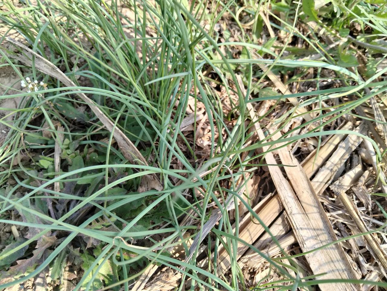 小心，春游挖野蒜也可以伤农！

               （原创）

春季挖