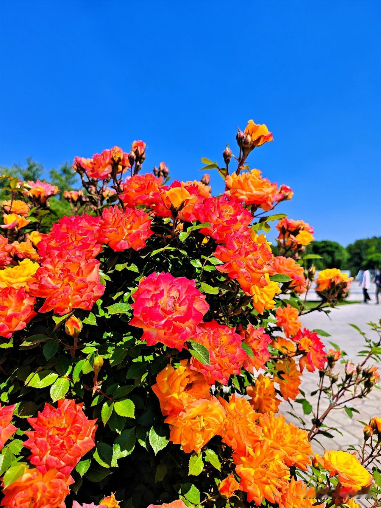 红艳映晴空，花开满庭芳。