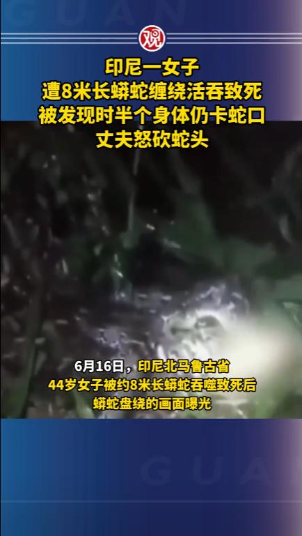 太吓人了！印尼北马鲁古，一44岁农村妇女，只是出门干个农活，转眼就被8米网纹蟒蟒