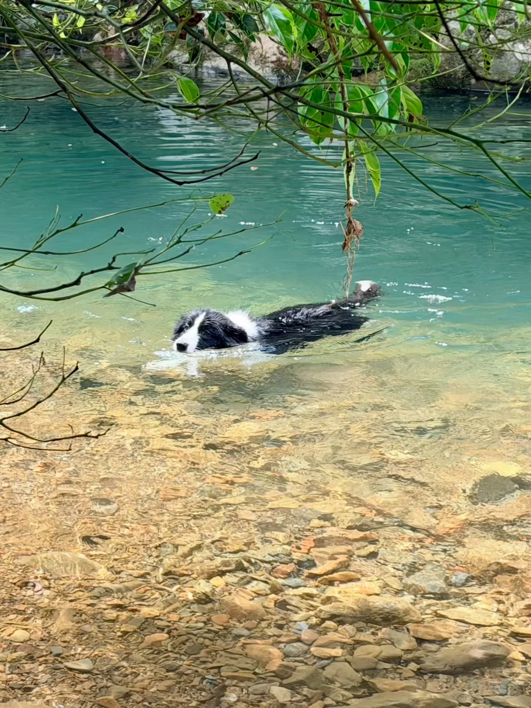 🏊🏻‍♂️无法拒绝这么清透的玻璃水啊🐶
