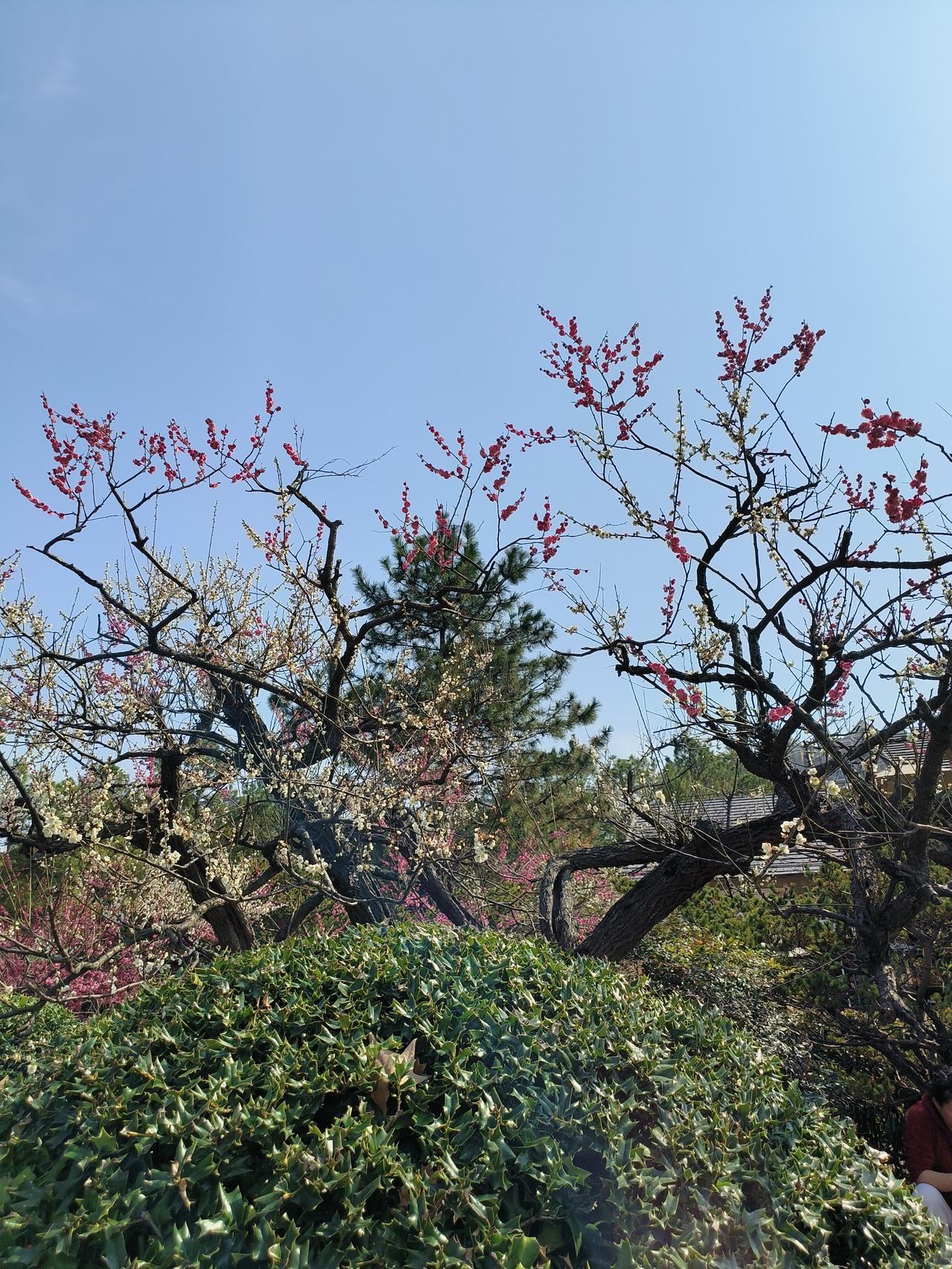 春日随手拍实景图分享！

世纪公园赏花🌸之旅~🌿🌿🌿🌿