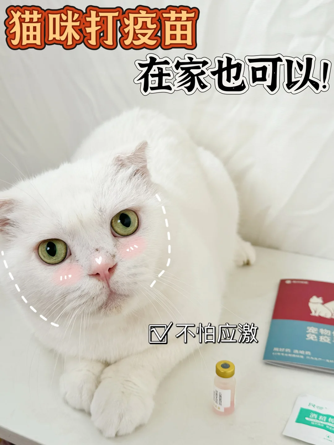 在家给猫打疫苗其实没那么难！