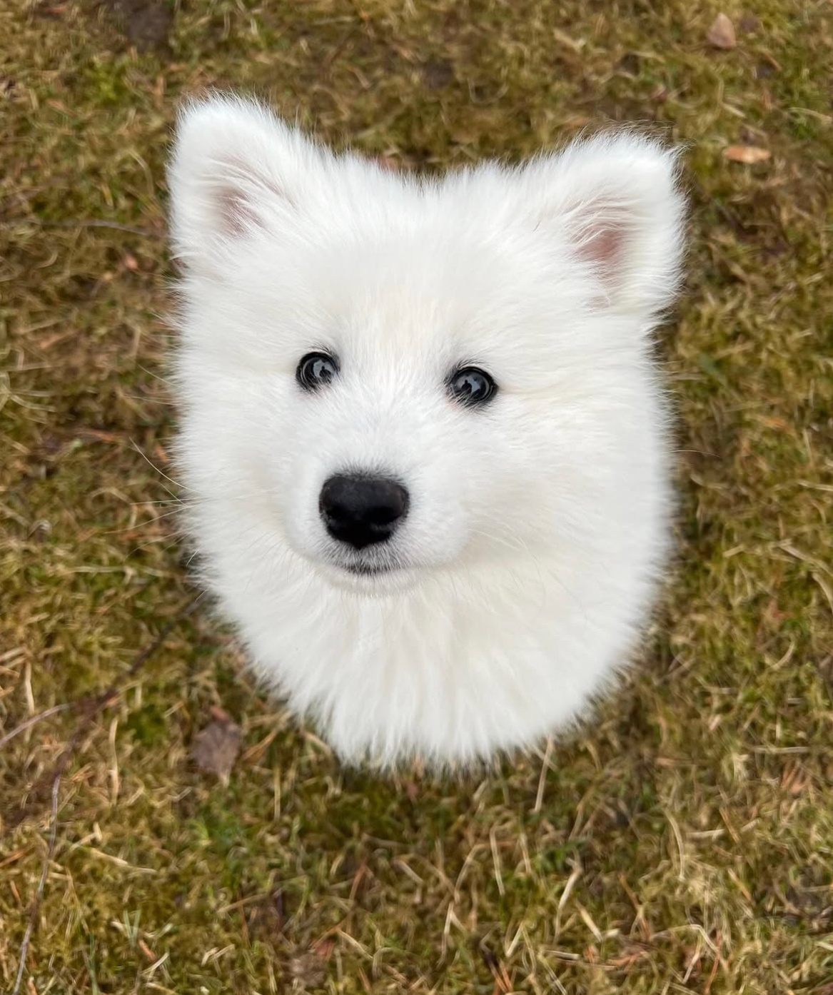 宝宝，你是一只小狐狸 