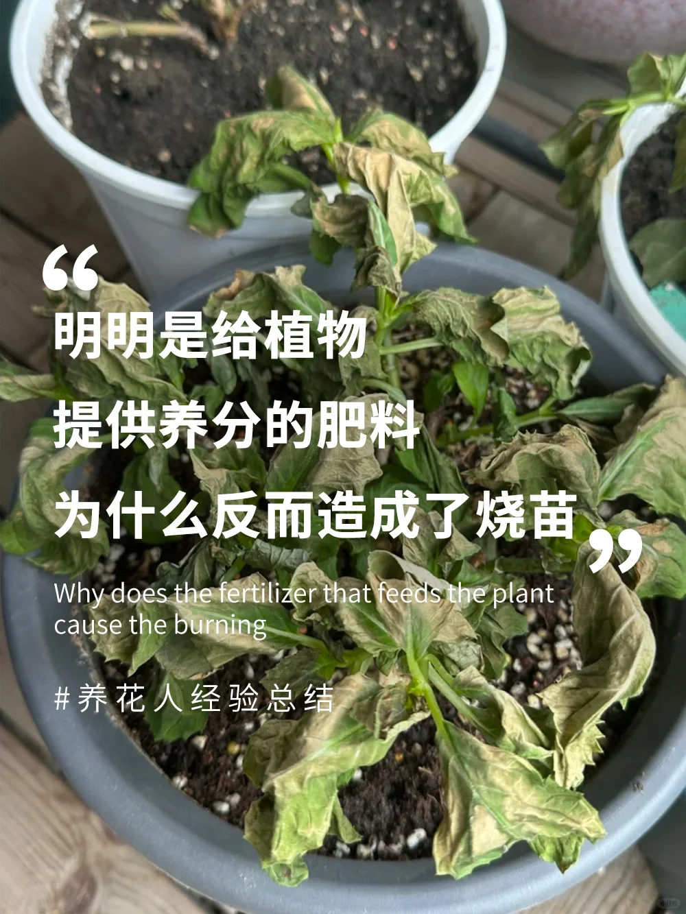 揭秘！明明是滋养肥，为何成“烧苗”元凶？