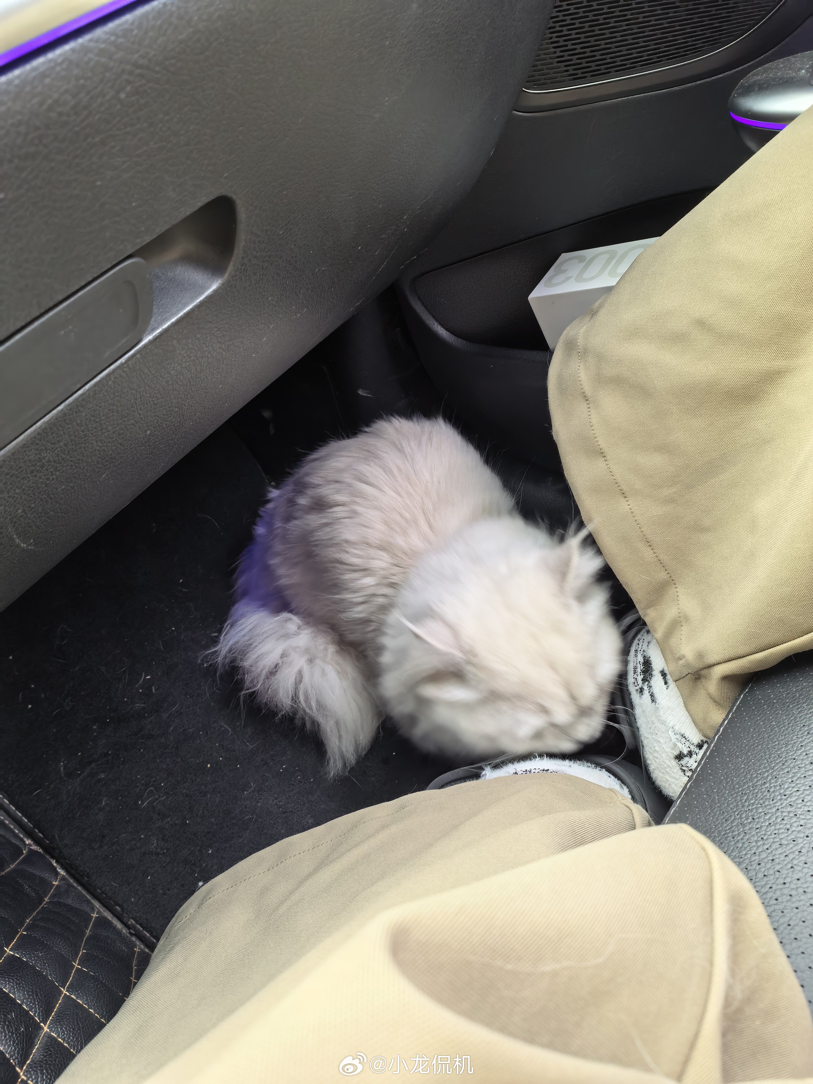 一人打了一针，犬子和爱女表演的淋漓尽致