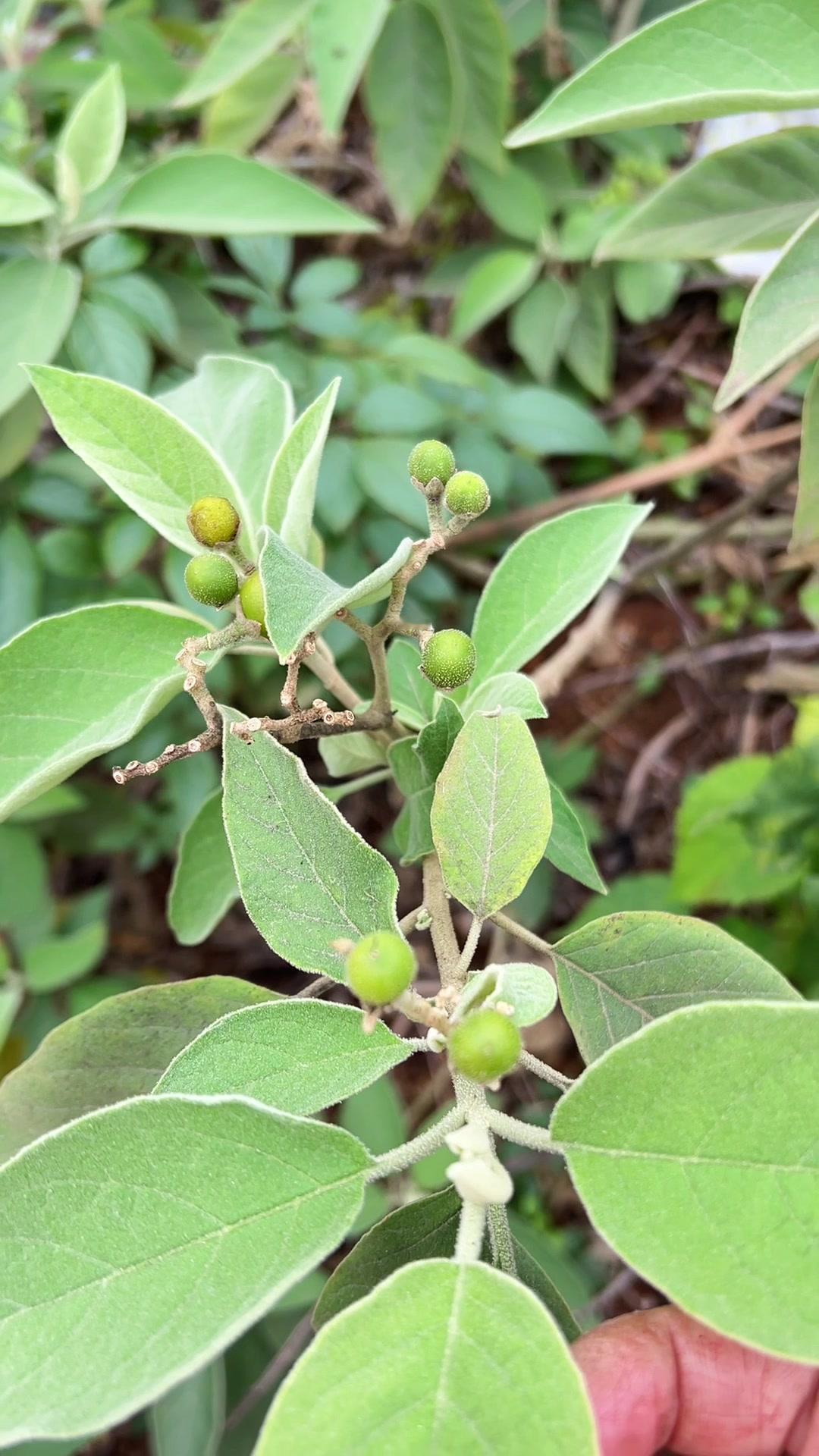 🌿这种农村常见的植物你认识吗？
它叫假烟叶，也有人叫它假茄子，浑身散发着难闻的
