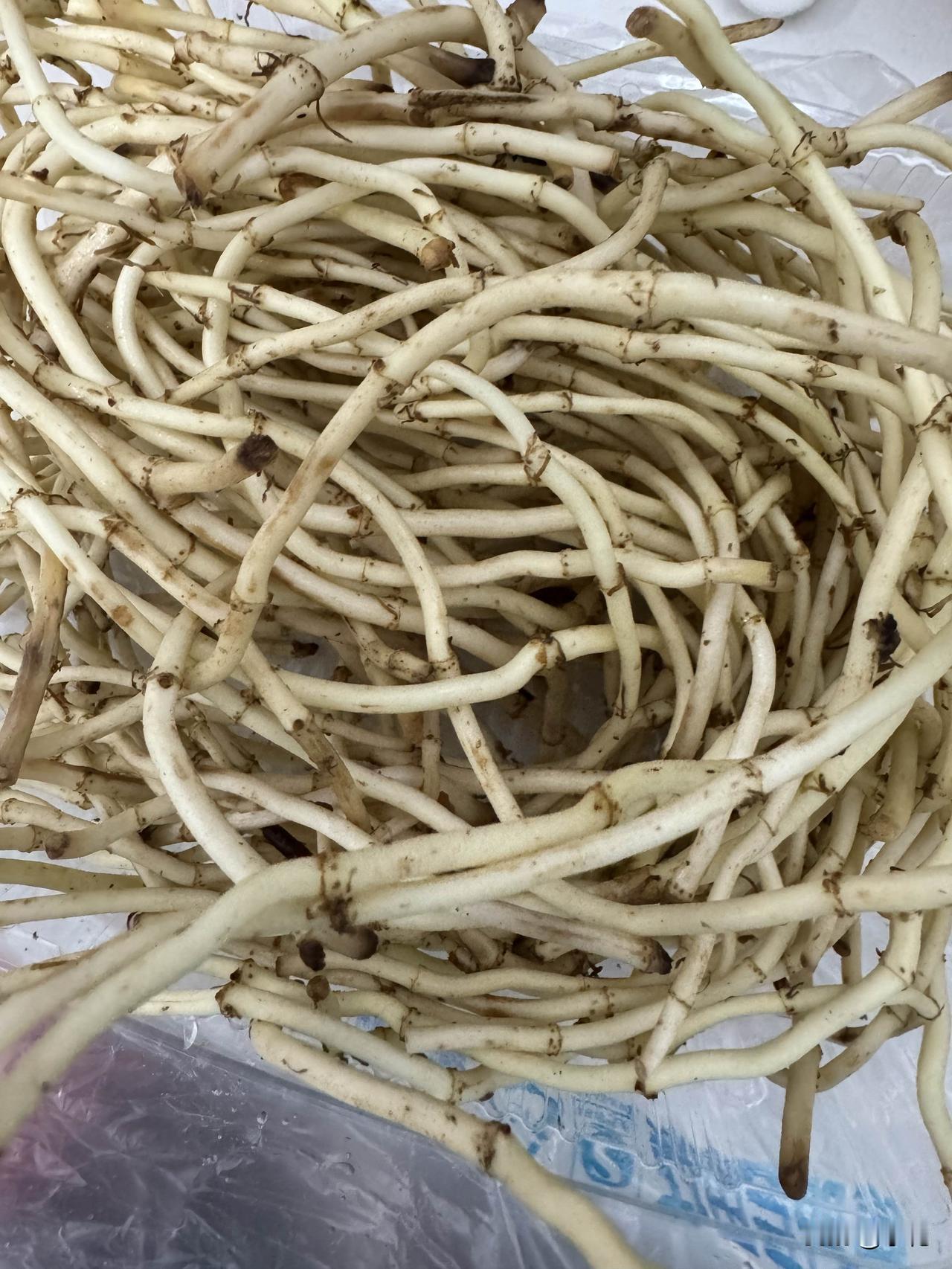 我也跟风买了盒这传说中的鱼腥草来泡水。一打开那味儿，简直了，霸道得能把人熏一跟头