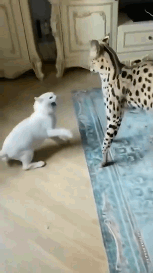 🐈猫咪间问候令人难以置信[心]