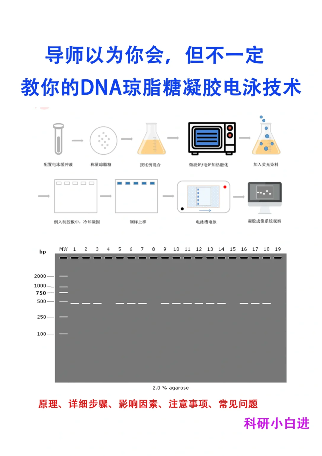 导师以为你会🔥但不一定教你的DNA电泳技术
