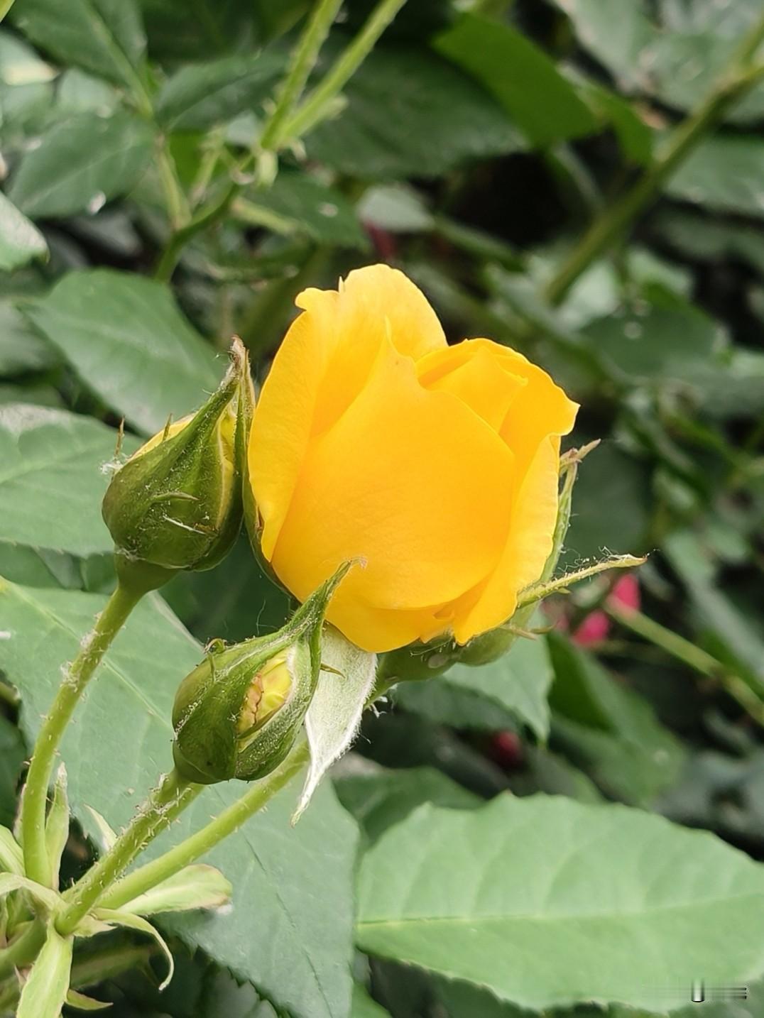 ＃每日赏花＃黄月季
黄月季的绽放速度很快，仅一天，便能从初开过渡到完全绽放！
听