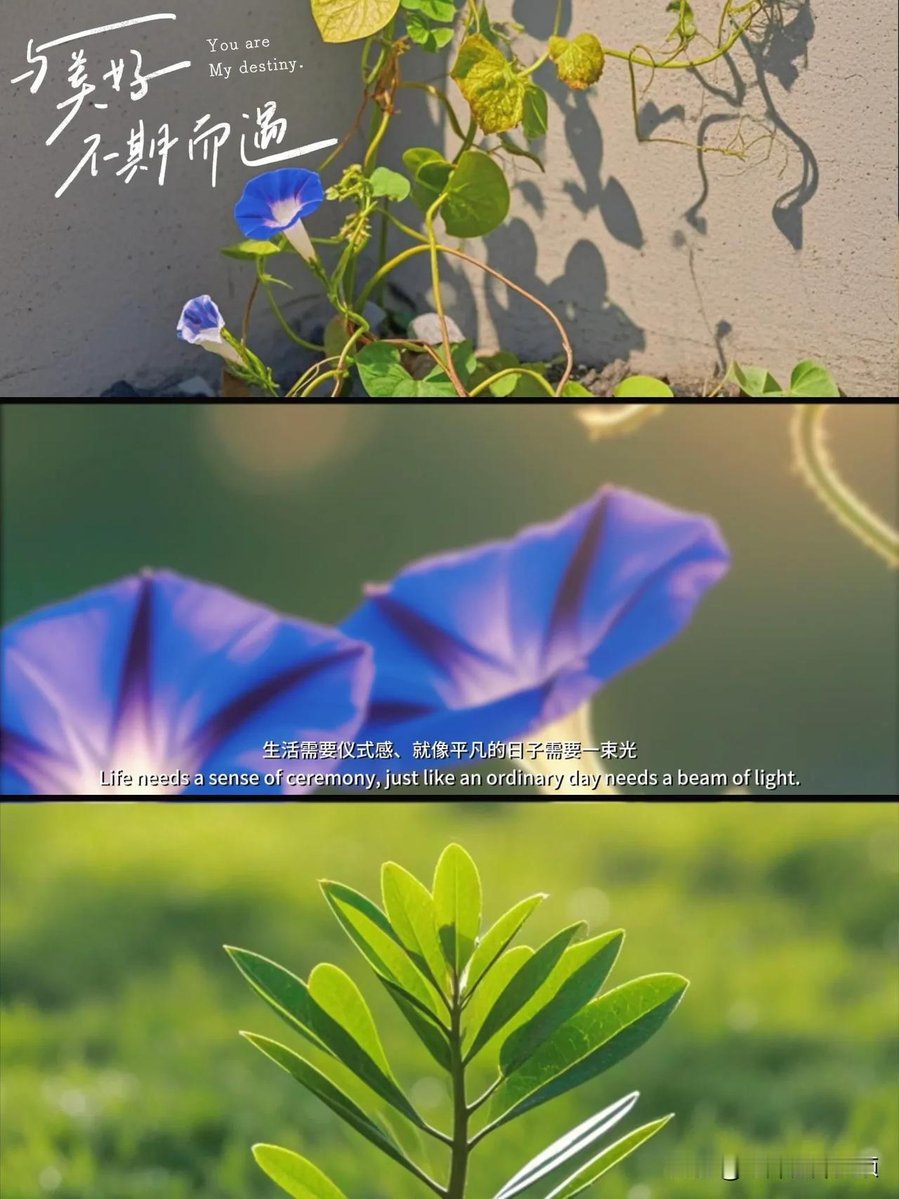 #分享相册的春天# #原创模板鉴赏# #拍照素材分享#