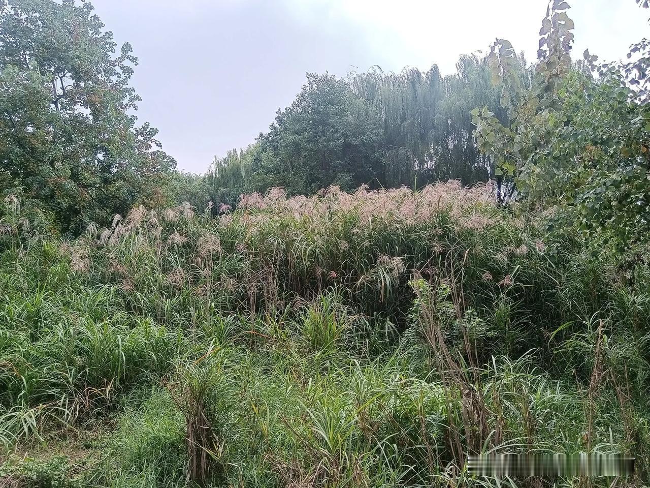 这不是芦苇，但是比芦苇长得还要旺盛和高大，请问一下大家：这种植物的名字叫什么？#