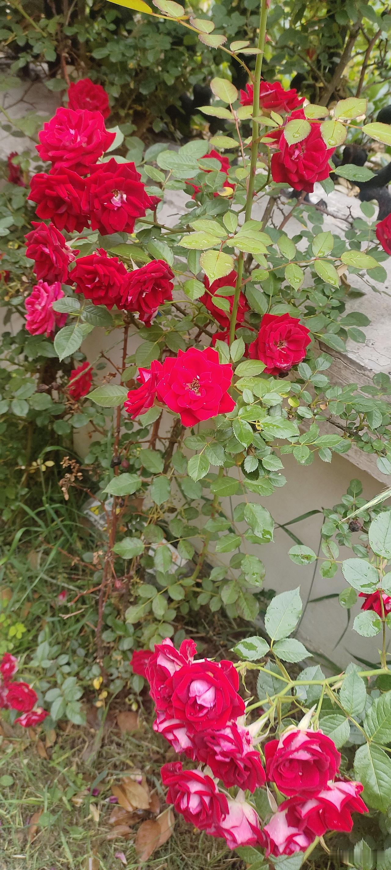 这花丛真漂亮，像火一样红。风一吹，层层花瓣翻涌成细碎的红色浪涛，连空气里都裹着甜