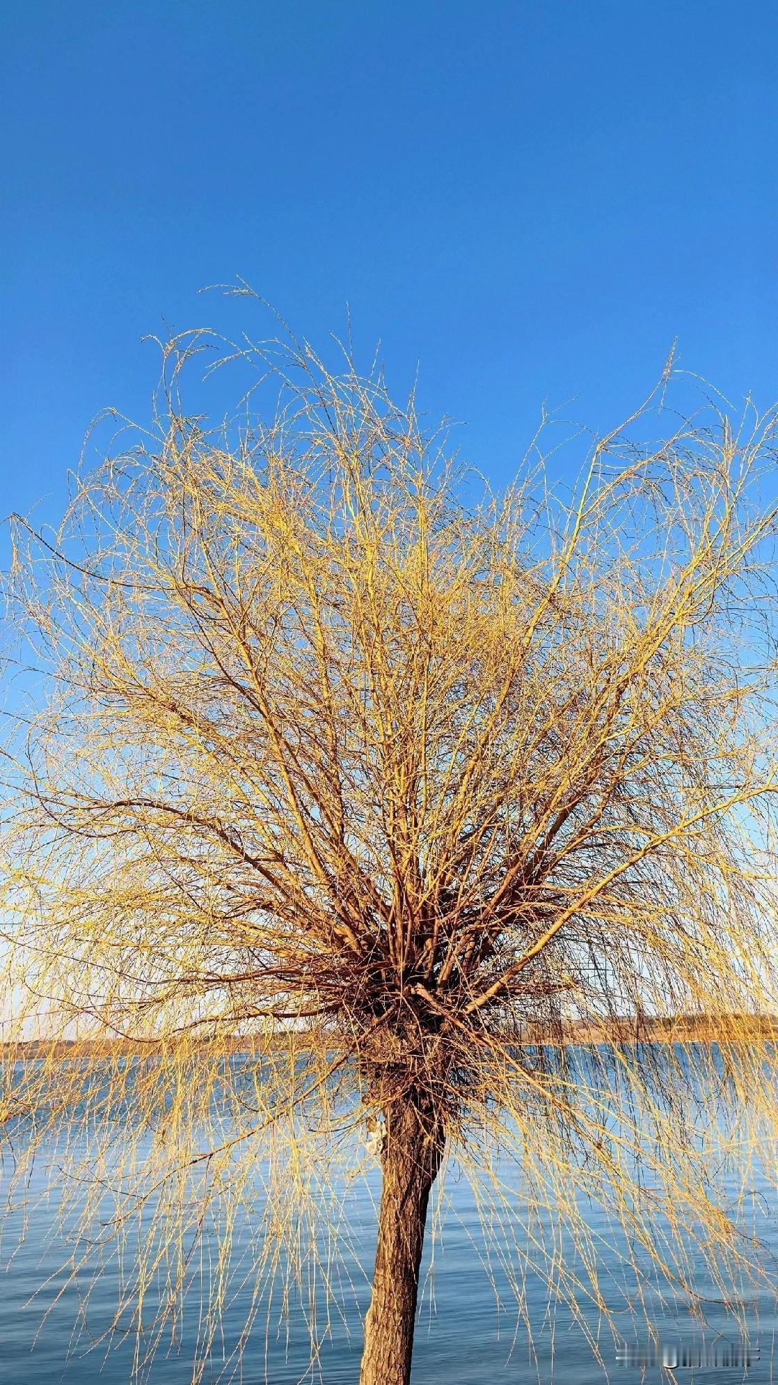 看到这棵树想吟一首柳树的诗
又觉得它长得有点特立独行
那一句
碧玉妆成一树
高万