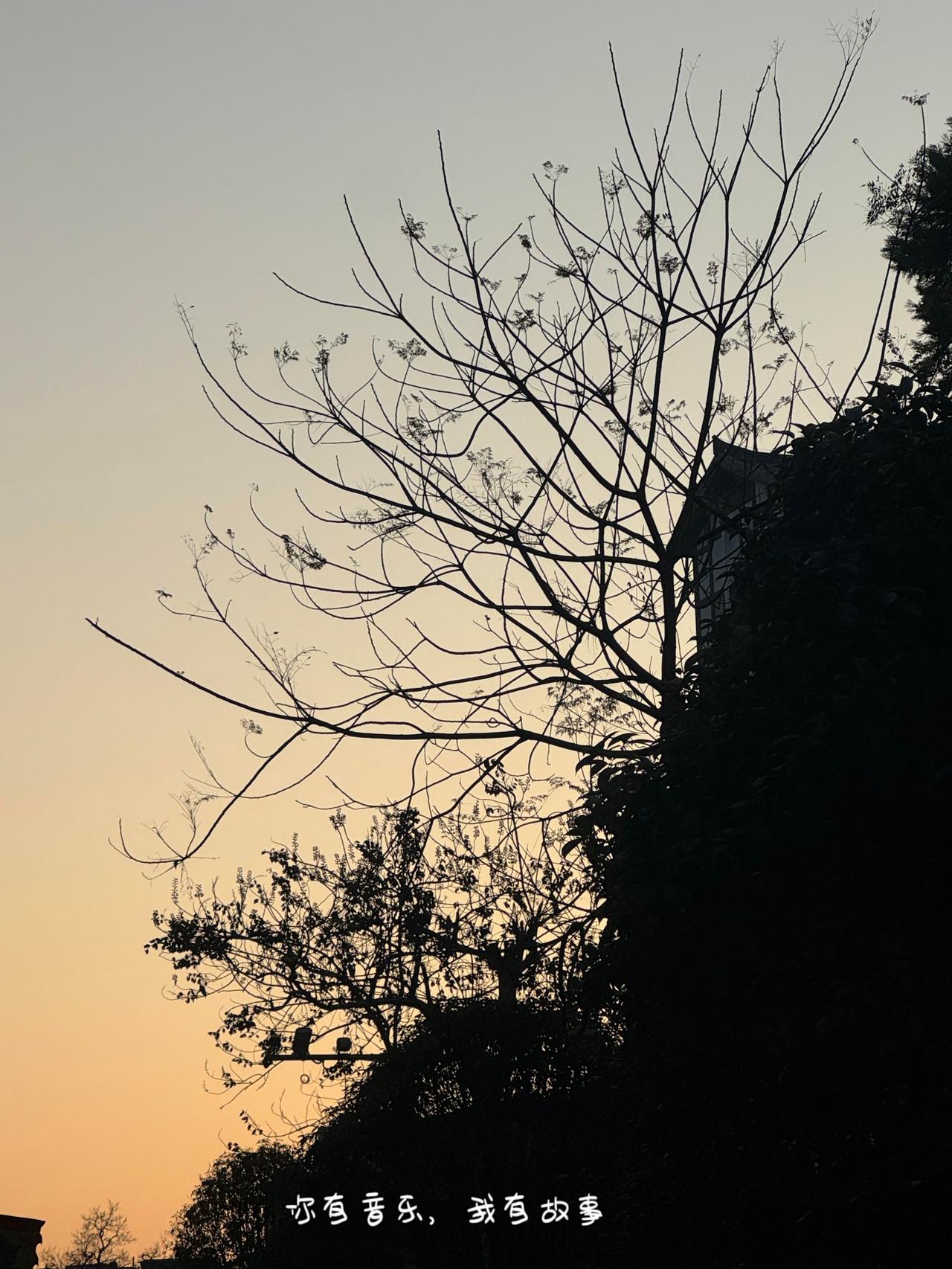 我的图片 抖音ai创作 如果你也喜欢拍树不妨交换一张