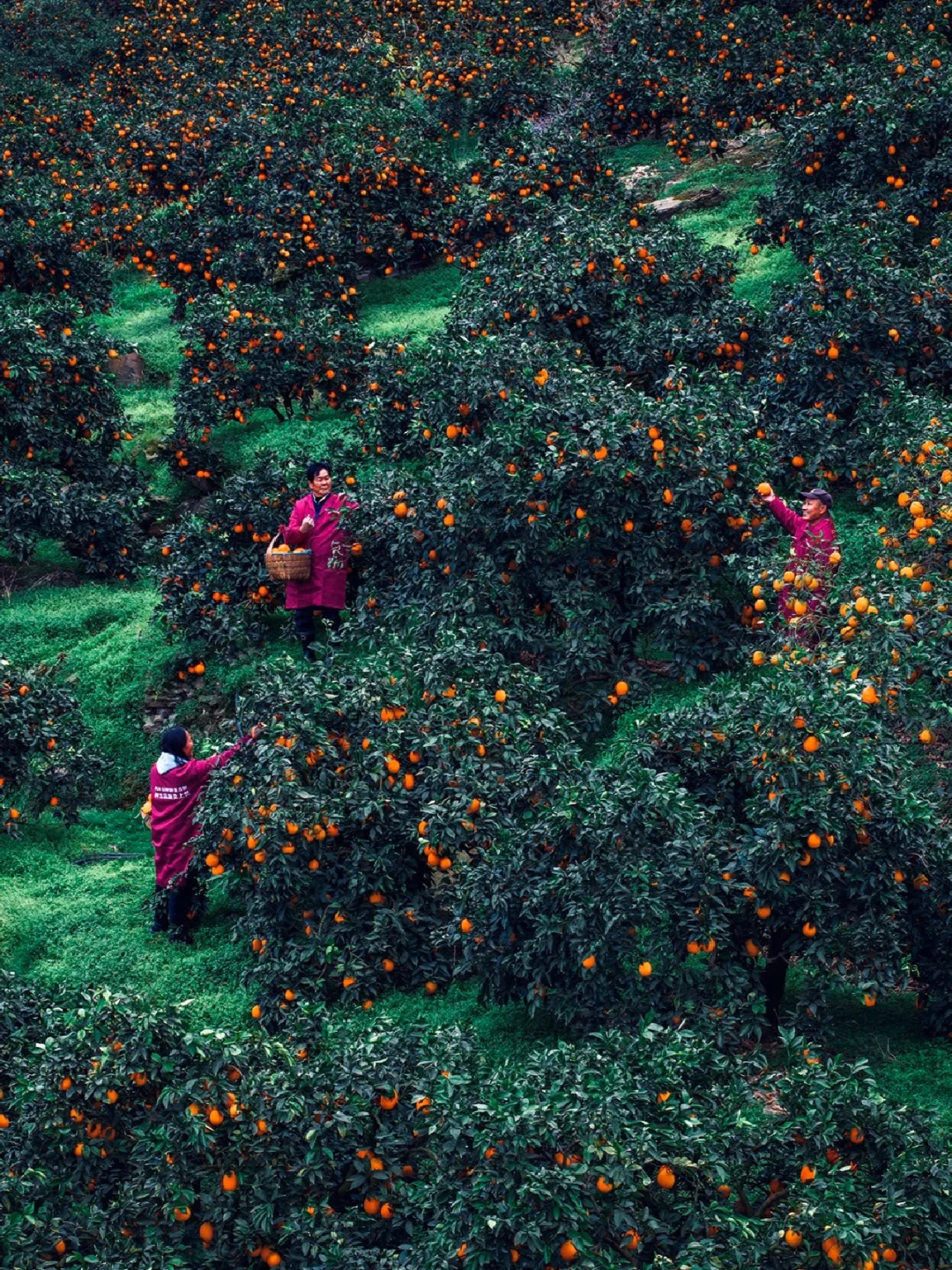 一颗脐橙树，30万人的致富路