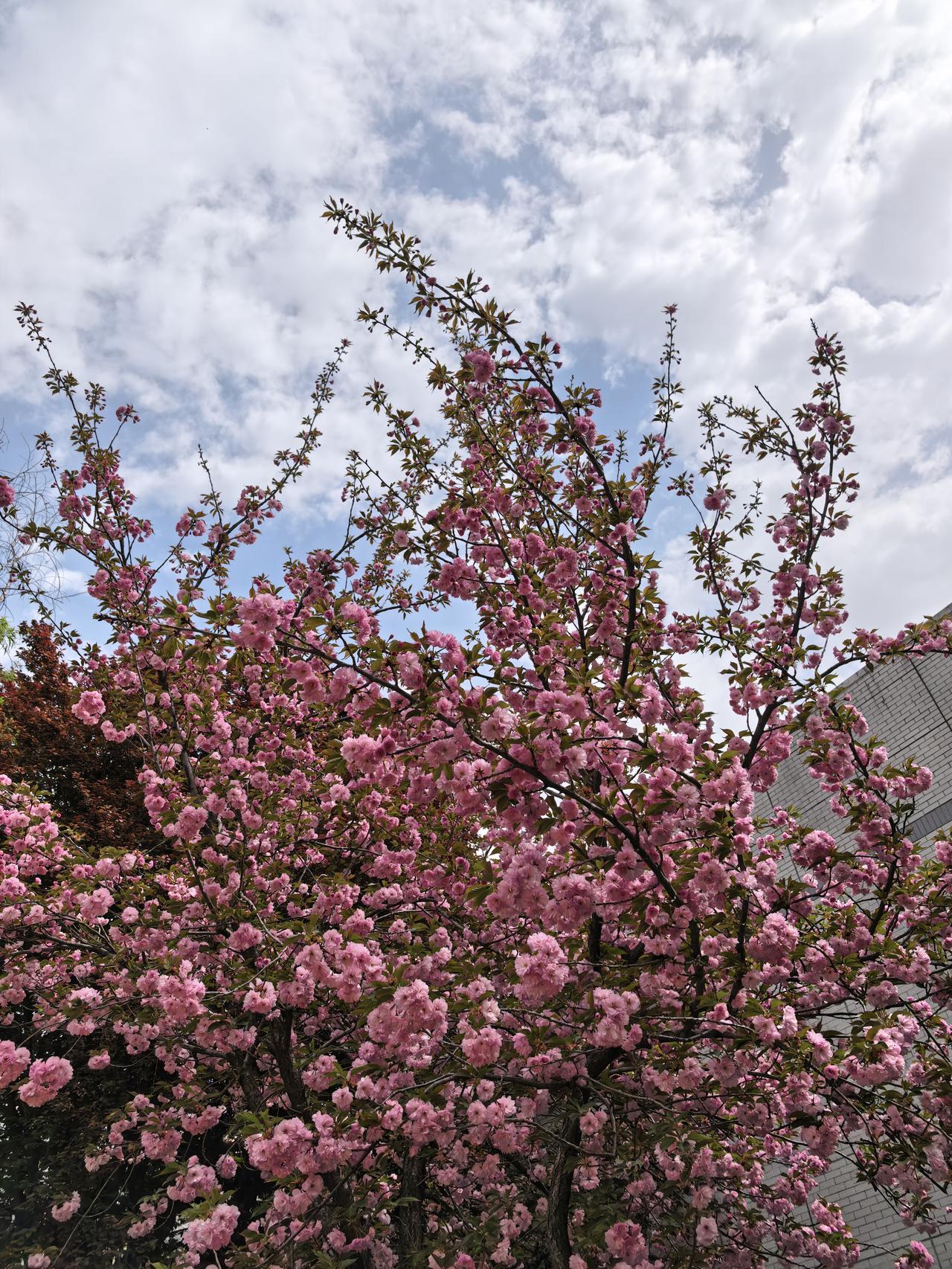 晴空万里，繁花烂漫。