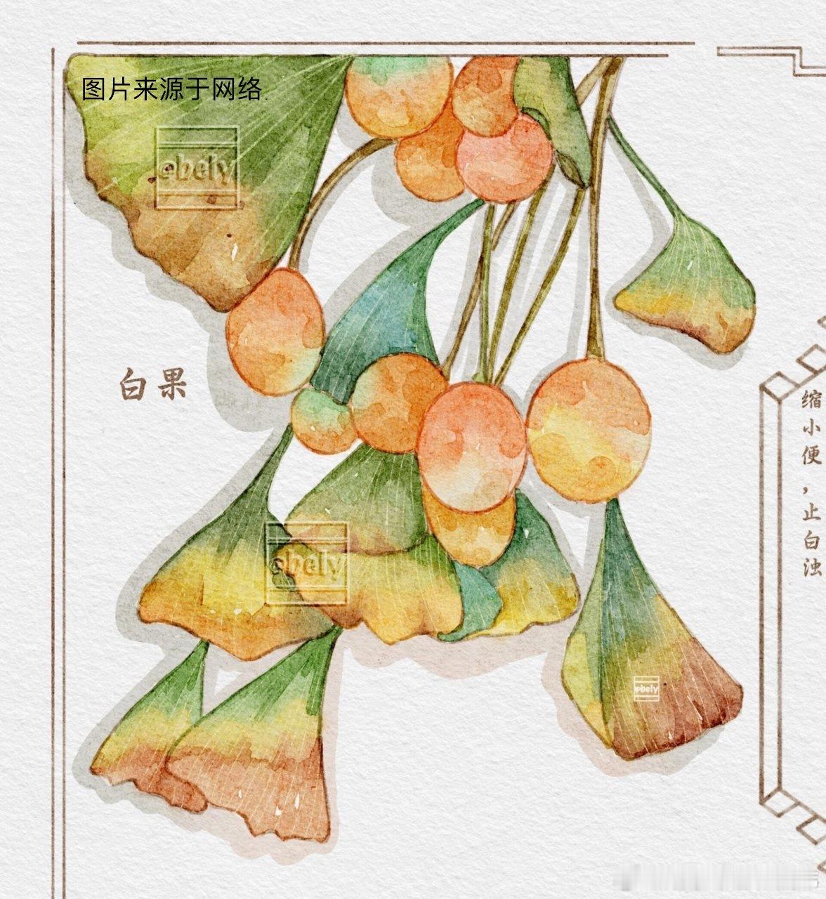 千年传奇是白果每一种药物都有性和味，因此，两者必须综合起来看。那么，接下来我们看