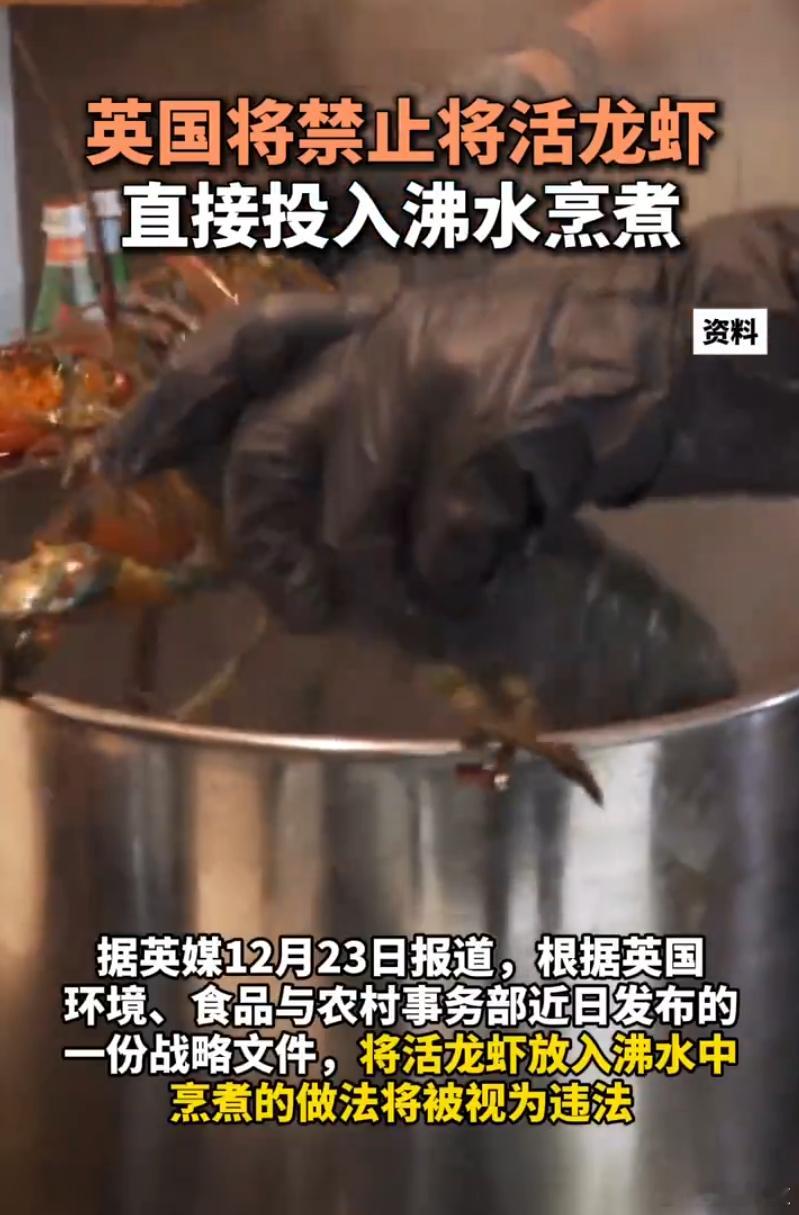 英国政府宣布推进立法，禁止活煮龙虾等甲壳类动物，以保障其人道待遇。 