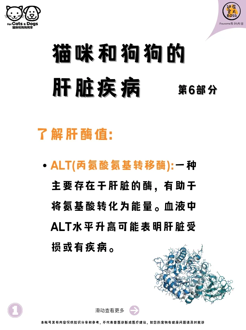 了解肝酶值