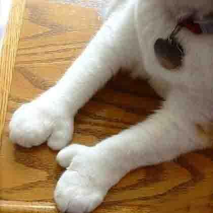 这只猫天生的一双点赞的大拇指