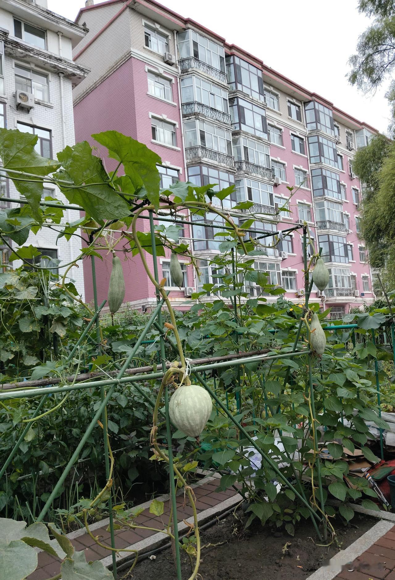 楼前景
葱茏掩映是我家，
铁架吊悬大窝瓜。
几垄小葱相伴生，
请续句……
（只见
